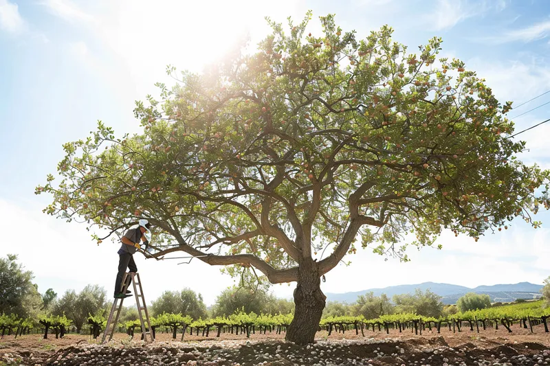 como podar un almendro adulto